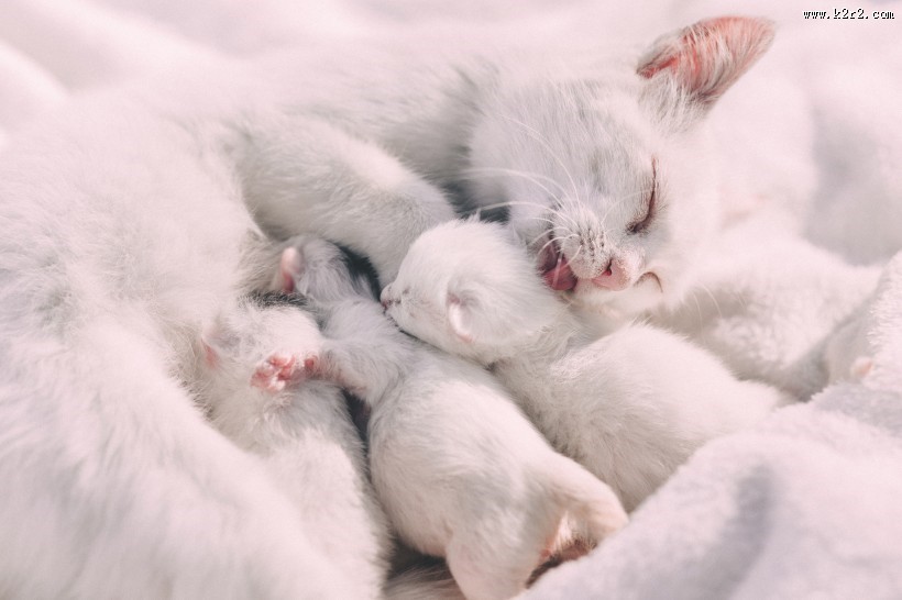 眯着双眼的小猫图片