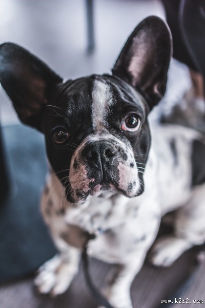 憨萌的斗牛犬图片