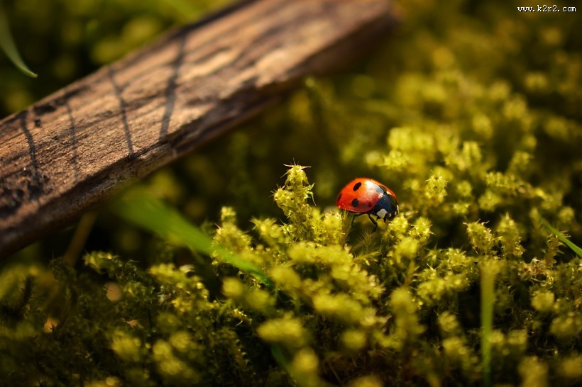 美丽的瓢虫图片