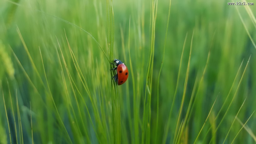 美丽的瓢虫图片