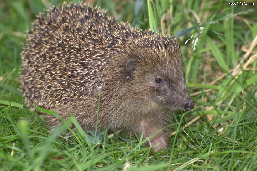 可爱娇小的刺猬图片