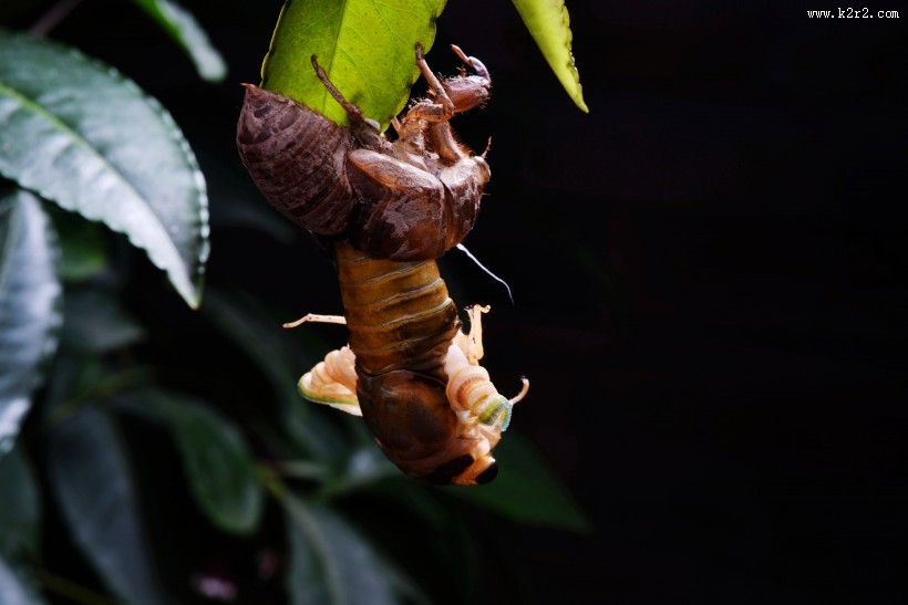 蝉脱壳的过程图片