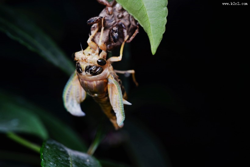 蝉脱壳的过程图片