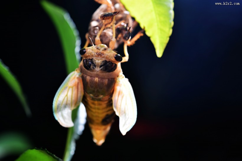 蝉脱壳的过程图片