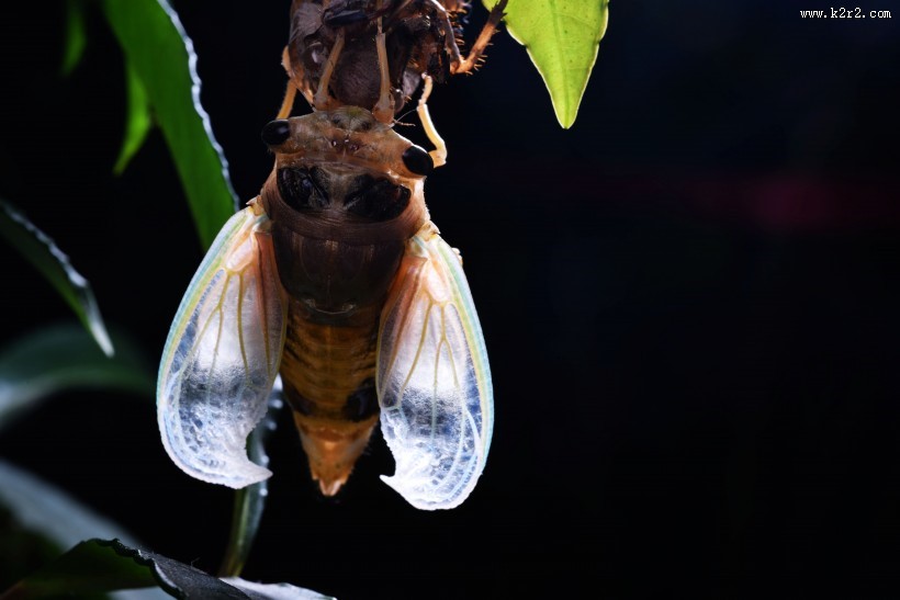 蝉脱壳的过程图片