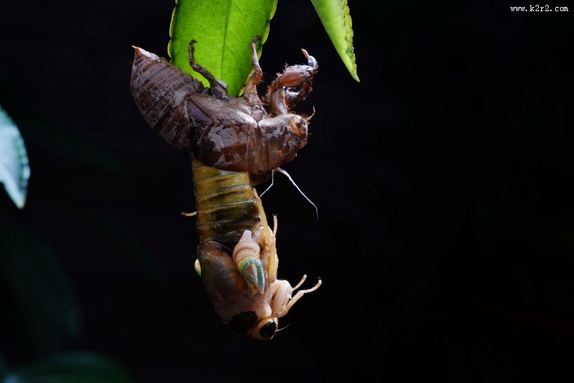 蝉脱壳的过程图片