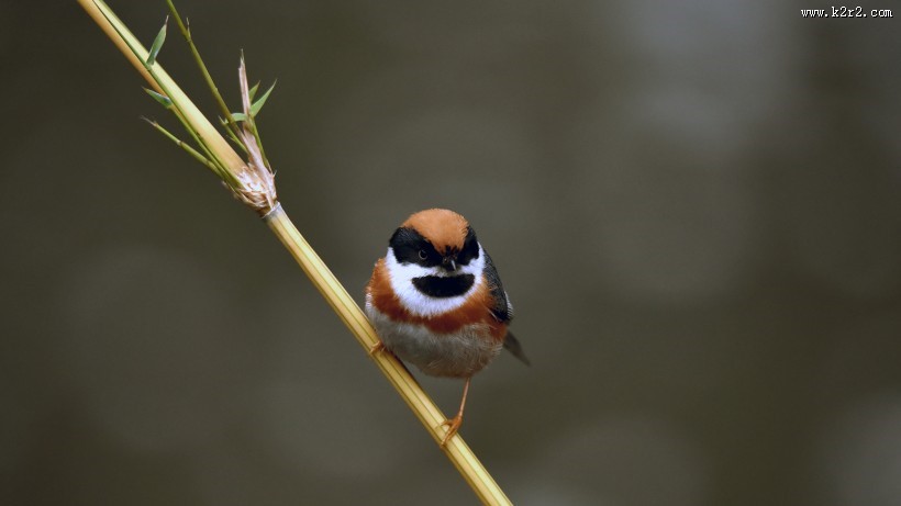 鸟类红头长尾山雀图片