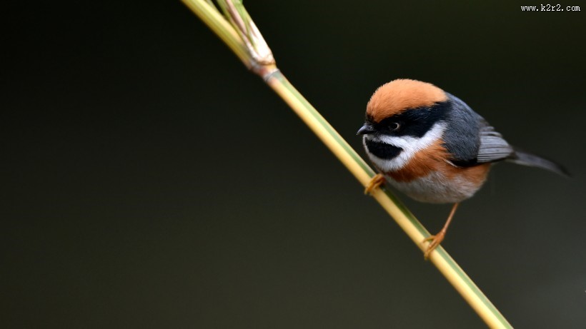 鸟类红头长尾山雀图片