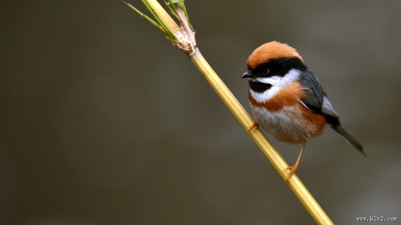 鸟类红头长尾山雀图片