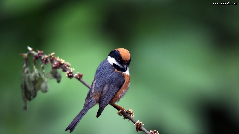 鸟类红头长尾山雀图片