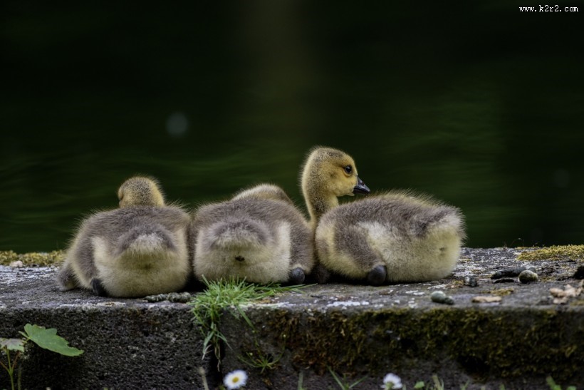黑雁幼鸟图片大全