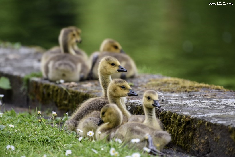 黑雁幼鸟图片大全