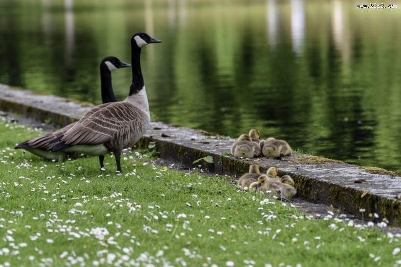 黑雁幼鸟图片大全