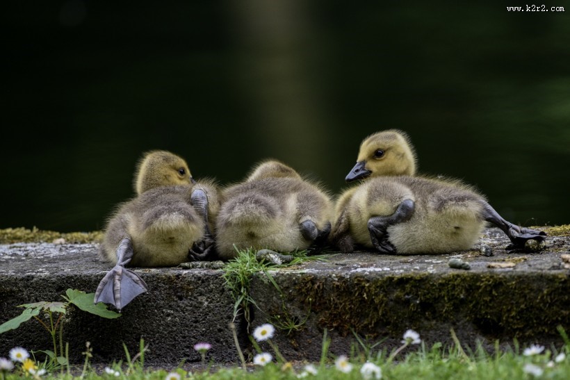 黑雁幼鸟图片大全