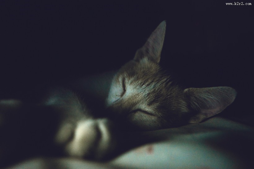 躺着睡觉的小猫图片