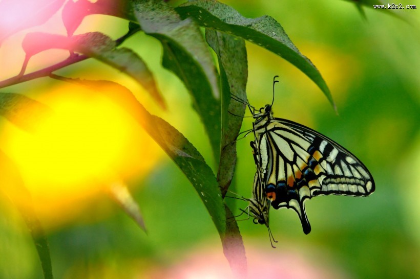 蝴蝶图片大全