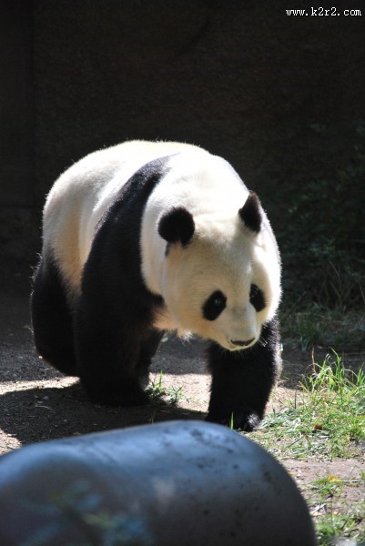 可爱的熊猫图片