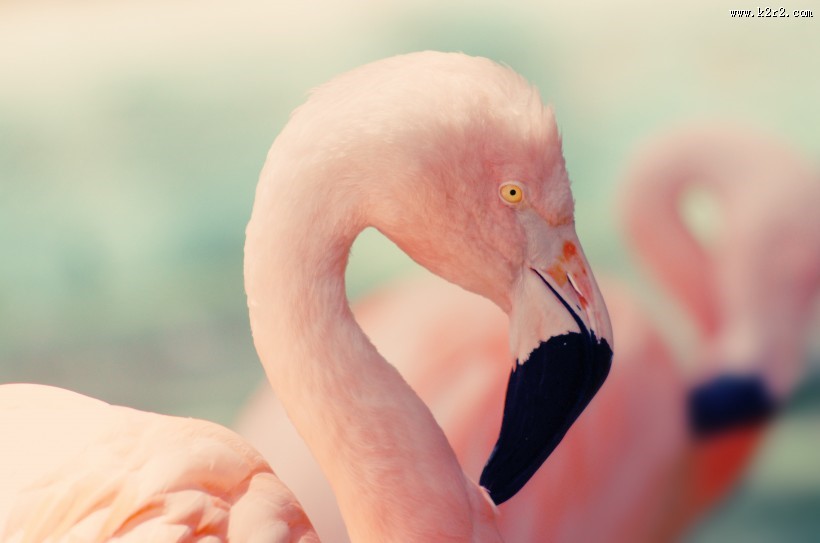 漂亮的火烈鸟图片