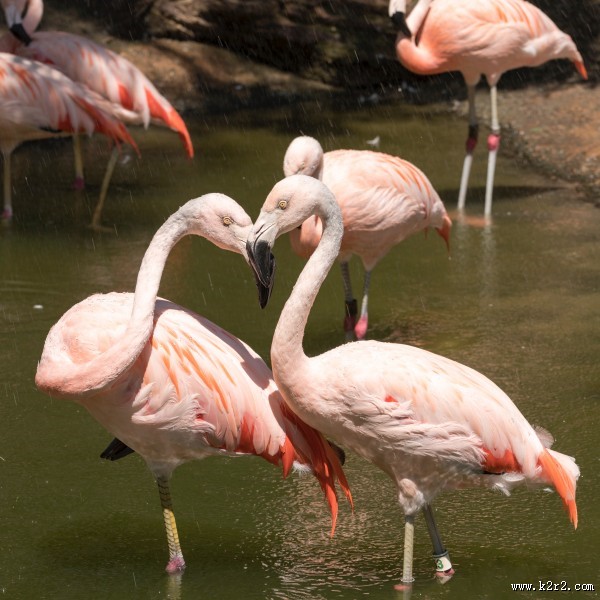 漂亮的火烈鸟图片