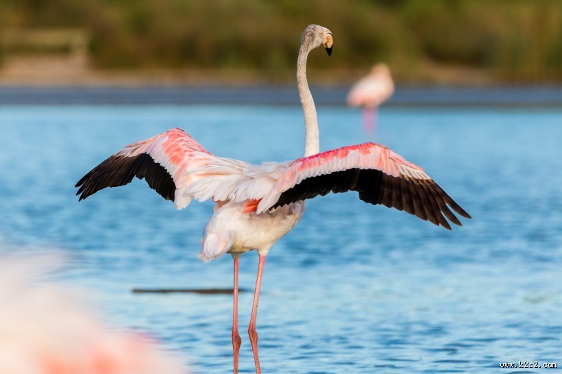 漂亮的火烈鸟图片