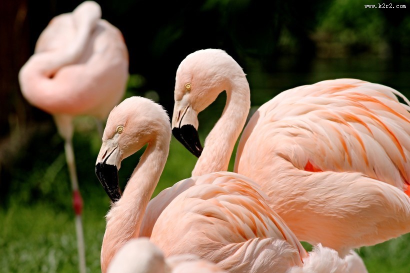 漂亮的火烈鸟图片