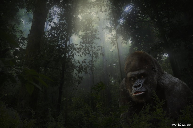 粗壮的大猩猩图片