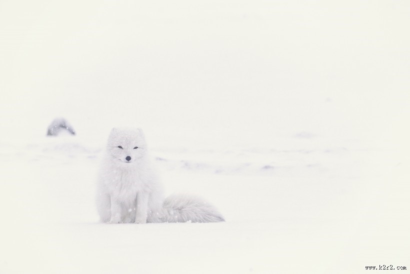 体型娇小的白狐图片