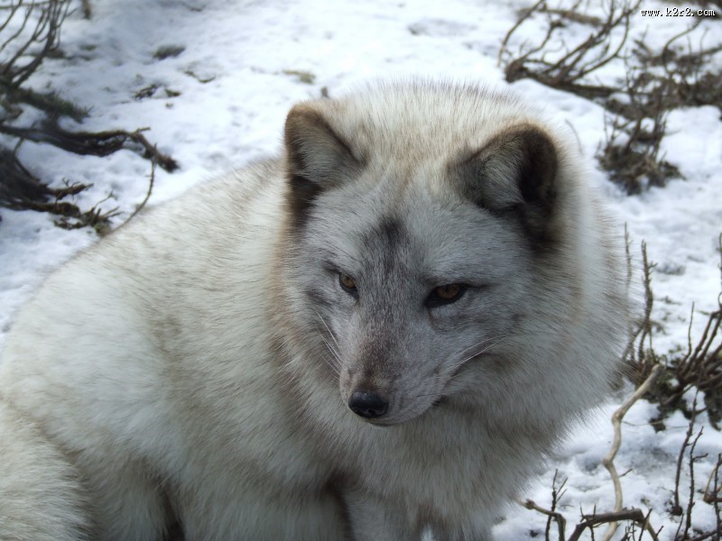 体型娇小的白狐图片