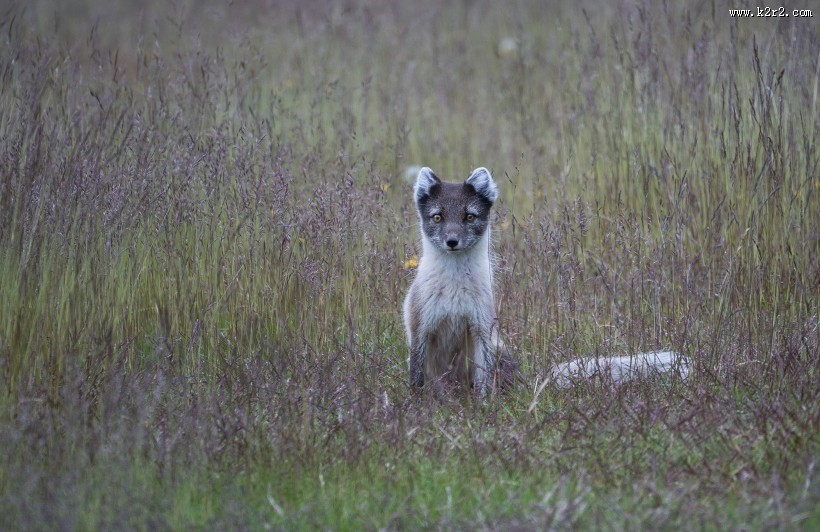 可爱的狐狸图片大全