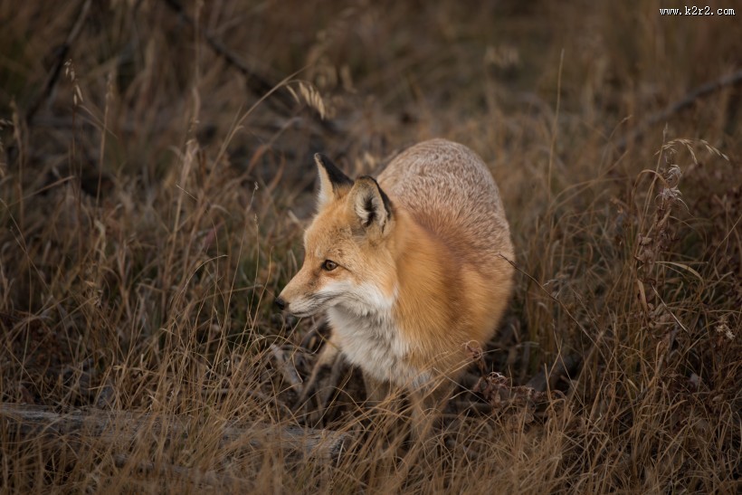 可爱的狐狸图片大全