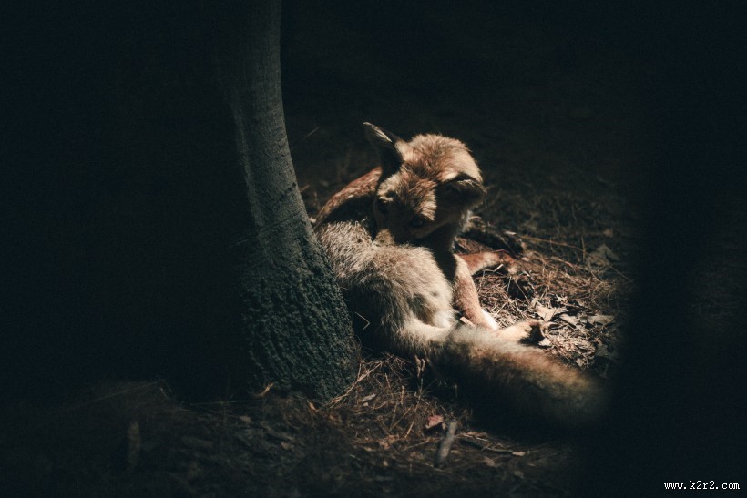 可爱的狐狸图片大全