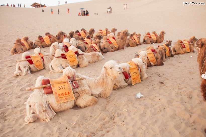 沙漠中的骆驼图片大全
