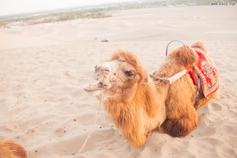 沙漠中的骆驼图片大全