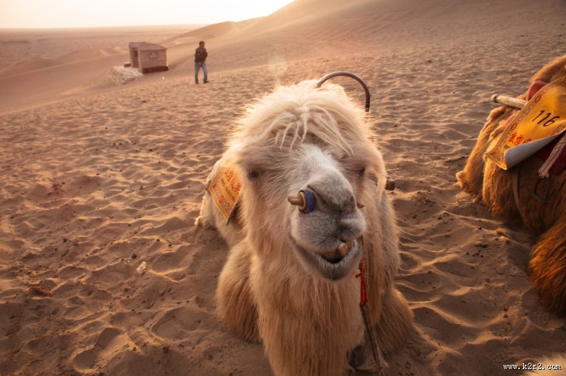 沙漠中的骆驼图片大全