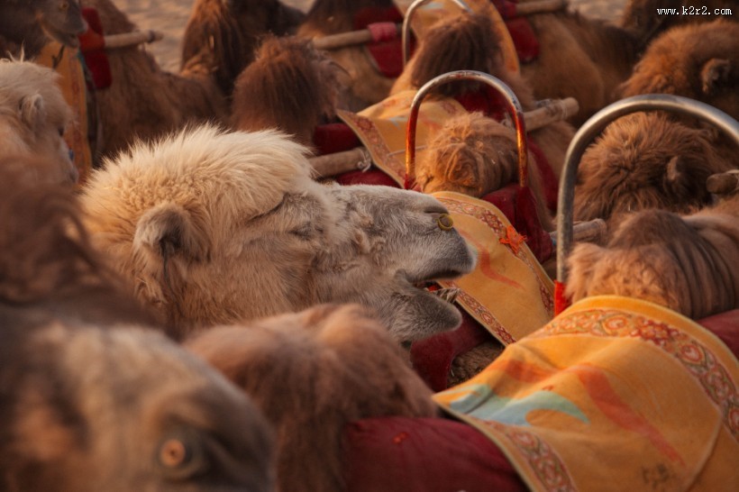 沙漠中的骆驼图片大全