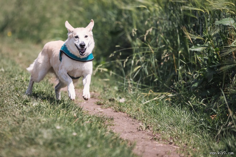 奔跑的小狗图片