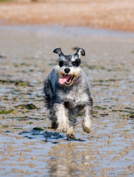 奔跑的小狗图片