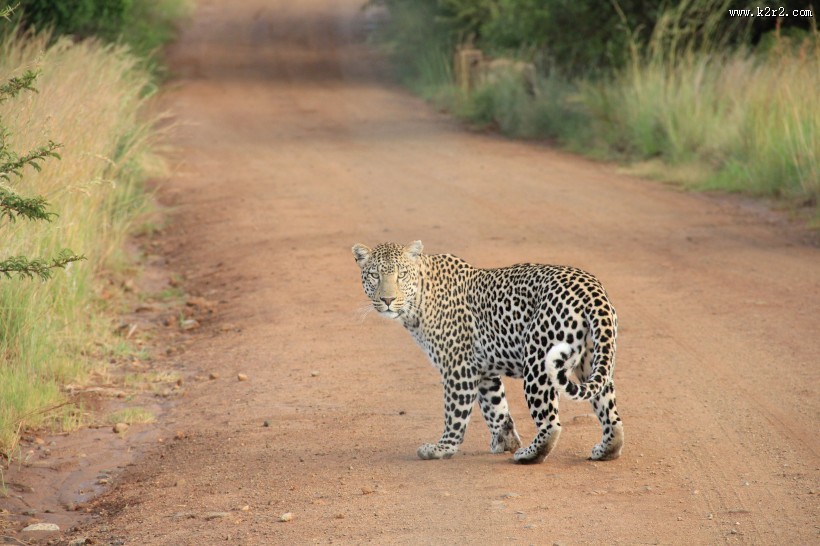 敏捷的豹子图片