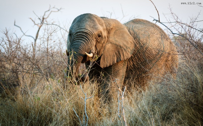 非洲草原上散步的大象图片
