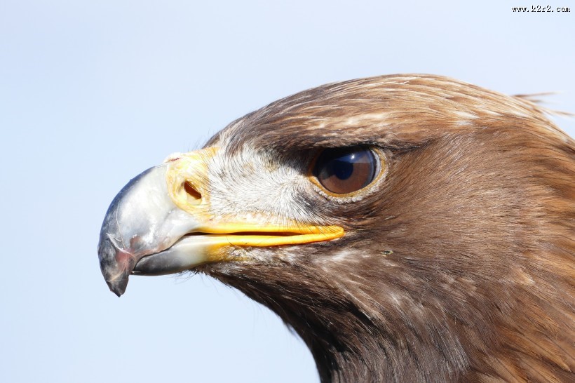 老鹰的头部图片