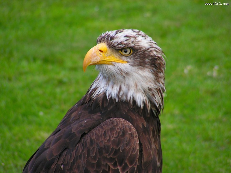 老鹰的头部图片