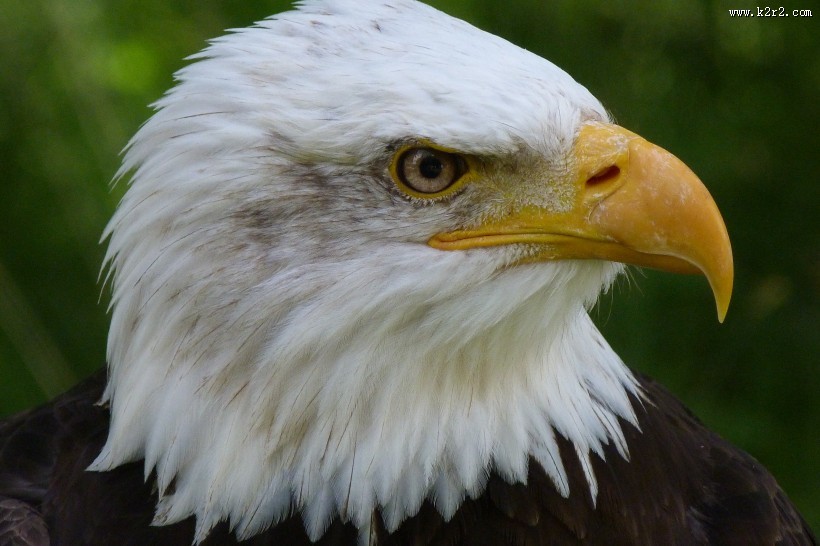 老鹰的头部图片