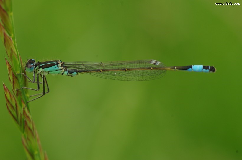 停留的蜻蜓图片