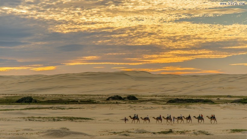 沙漠中行走的骆驼图片大全