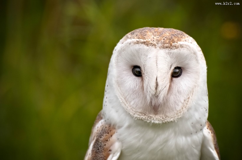 谷仓猫头鹰高清图片大全