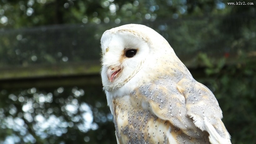 谷仓猫头鹰高清图片大全