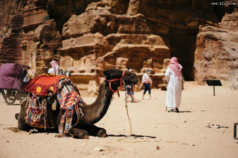 沙漠中的骆驼图片大全