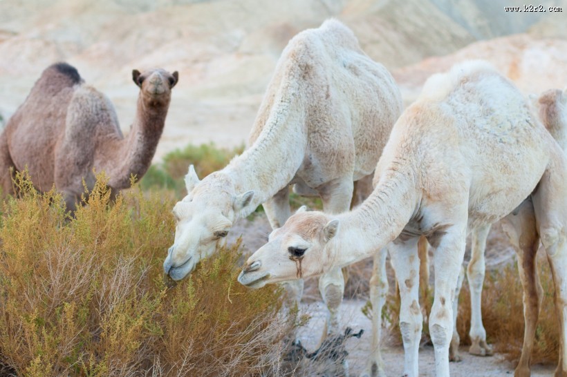 沙漠中的骆驼图片大全