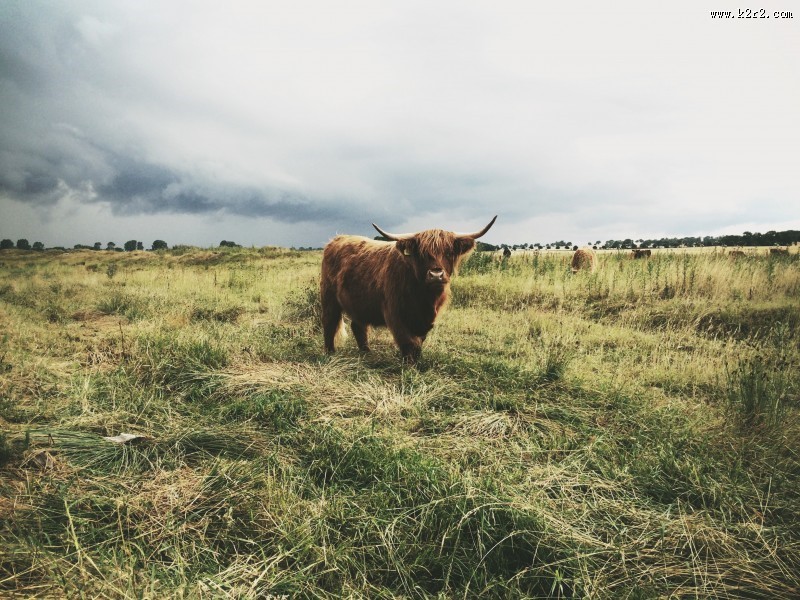 草原上的牦牛图片