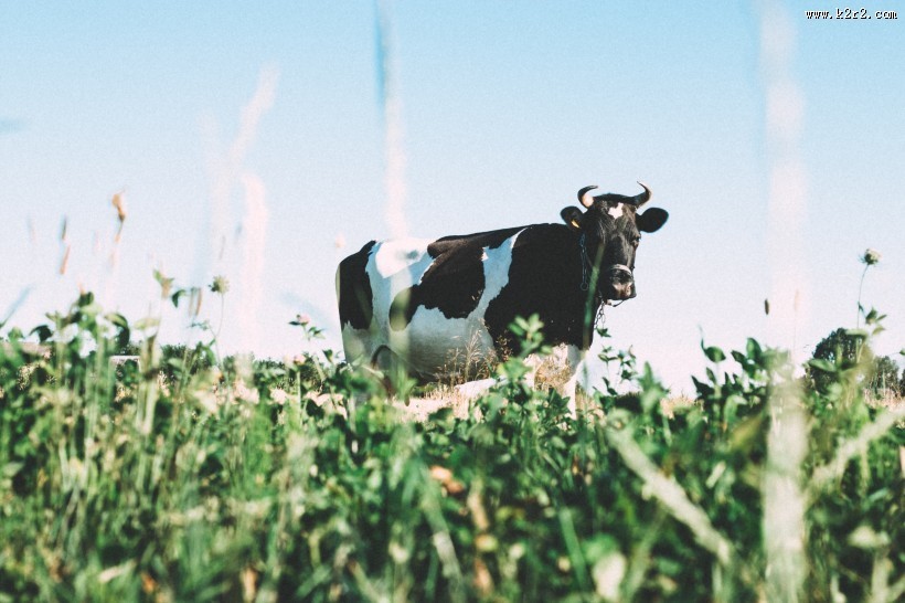 草地上的可爱奶牛图片